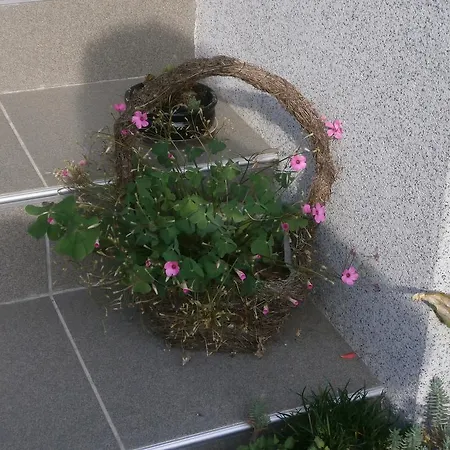 Apartma Zvan *